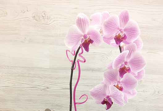 Бело-розовая орхидея (горшочная, 65 см, одноствольная)
