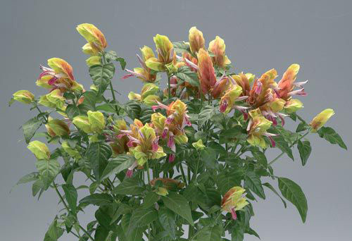 Белопероне