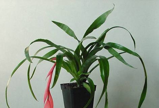 Бильбергия