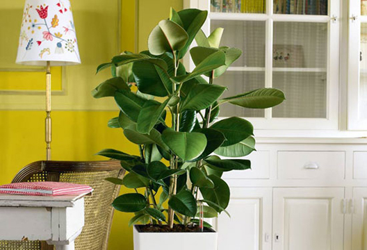 Фикус каучуконосный