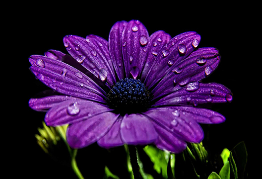 Фиолетовая гербера