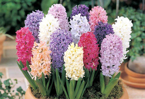 Гиацинт (горшочный)