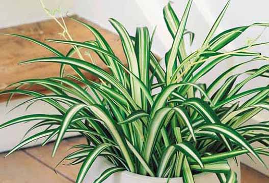 Хлорофитум