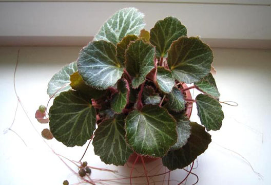 Камнеломка комнатная