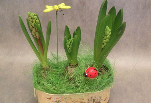 Композиция из горшечных растений «Бабочка»