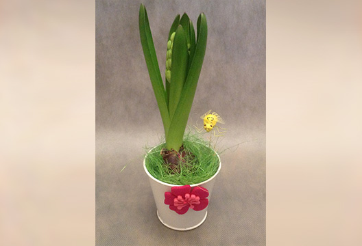 Композиция из горшечных растений «Пчёлка»