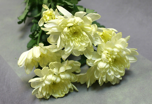 Кустовая махровая жёлтая хризантема