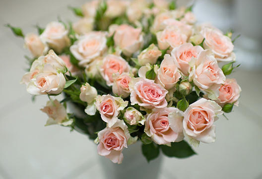 Кустовые розы «Шампань»