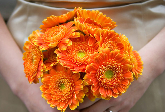 Оранжевая гербера