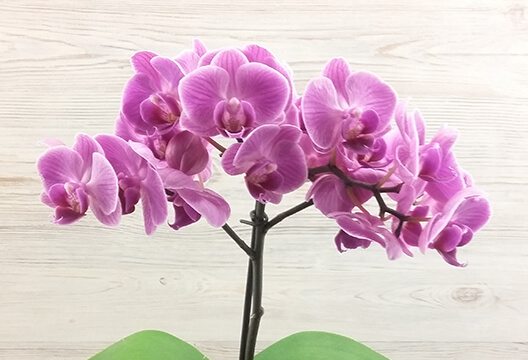 Орхидея цвета фуксии (горшочная, 37 см, одноствольная)