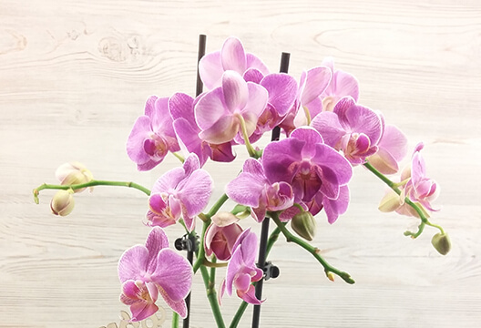 Орхидея (горшочная)